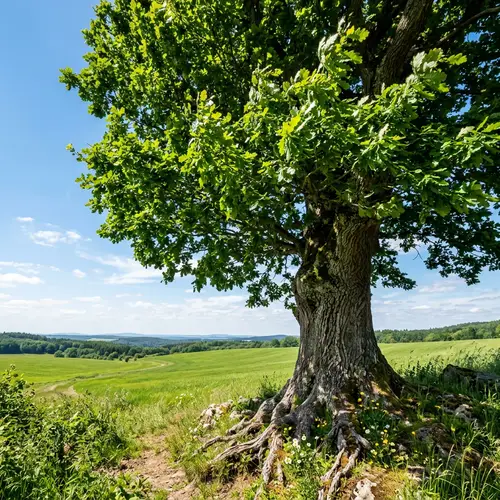 Detailed Realistic Tree Image | Green Leaves & Bark Texture