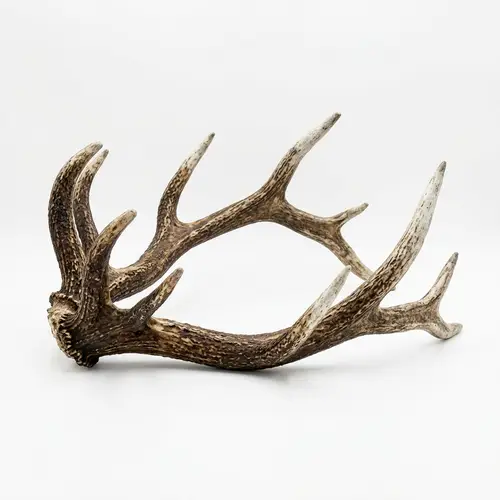 Weathered Single Antler on White Background