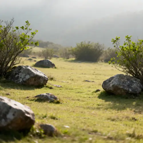 Tranquil Grass Area with Rocks and Bushes