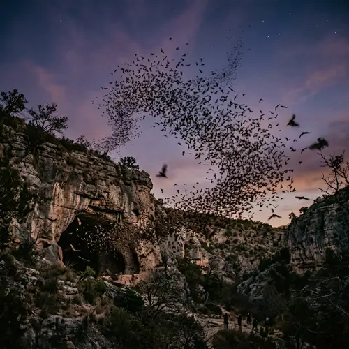 Bat Swarm: Nature's Fascinating Display