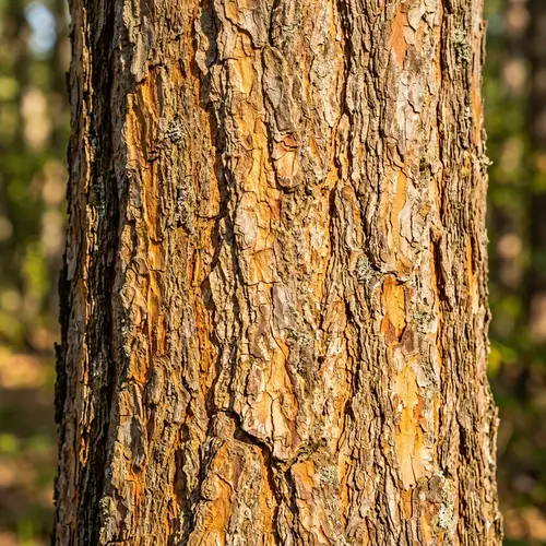 Bright Tree Texture - Natural Design Elements