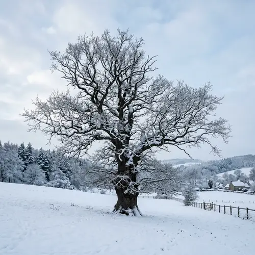 Winter Tree: Stunning Image of a Large Tree in Winter