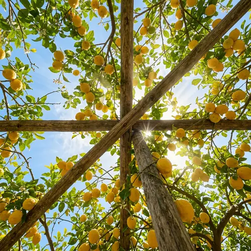 Lemon Orchard: Branches Abundant with Ripe Yellow Lemons