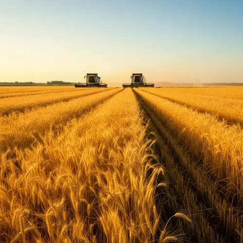Vibrant Summer Wheat Field with Approaching Harvesters