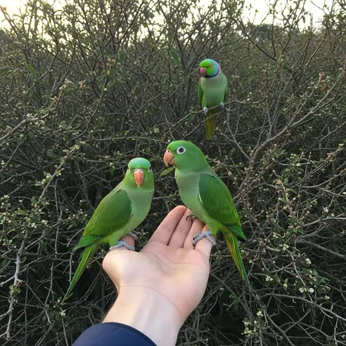 Green Tropical Parrots Comfortably Resting on Person's Hand