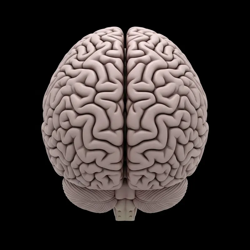 Human Brain Anatomy in Soft Pink and Gray Palette