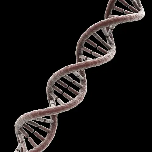 3D DNA Molecule: Exploring the Double Helix Structure