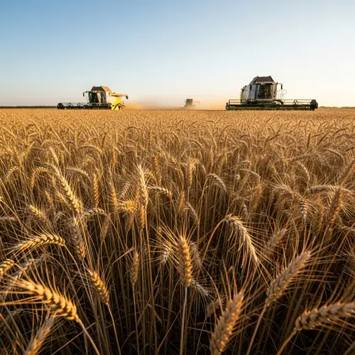 Summer Wheat Harvest: Combines in Action