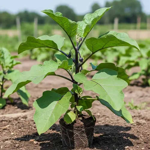 Eggplant Plant Growth Stage: Thriving in Sunny Outdoor Garden