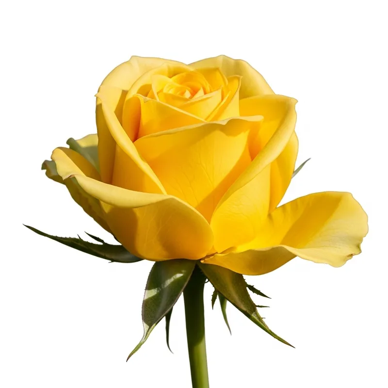 Lush Yellow Rose Bud in Full Bloom