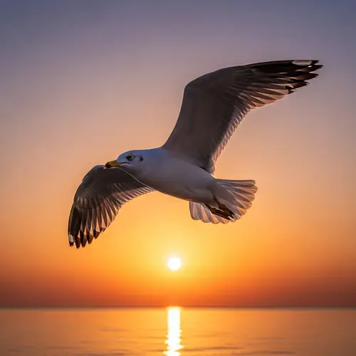Majestic Seagull Soaring at Sunset | Tranquil Sea View