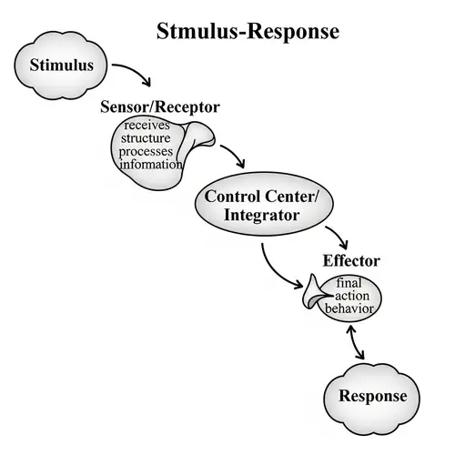 Detailed Stimulus-Response Model: A Step-by-Step Journey