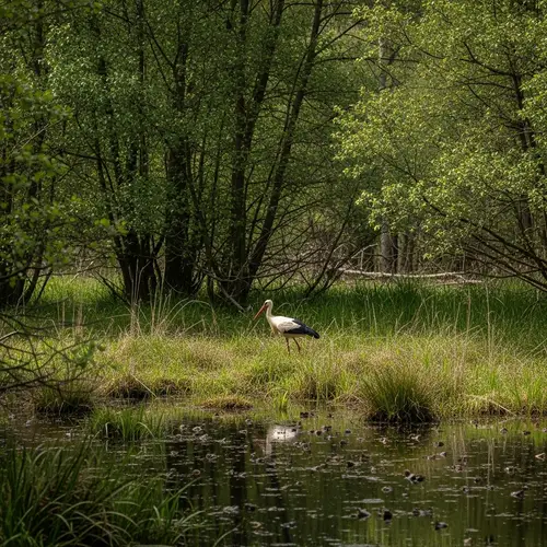 Graceful Stork Wading in Reedy Landscape