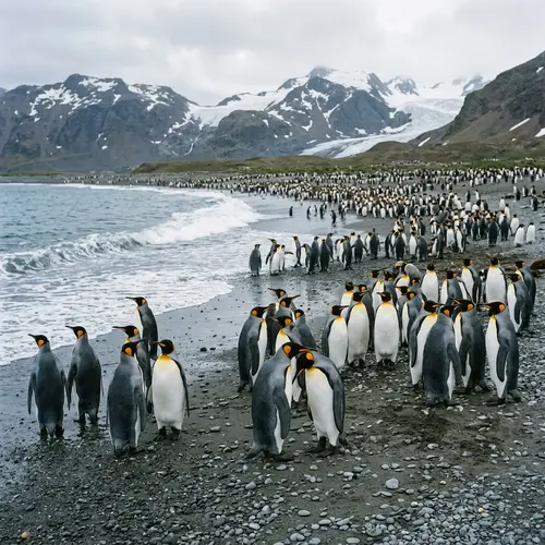 All About Penguins: Facts and Fun