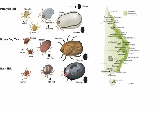 Buy Pretty Home Decor Online