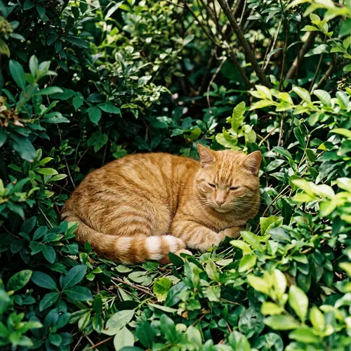 Ginger Cat Relaxing in Bushes | Tranquil Scene