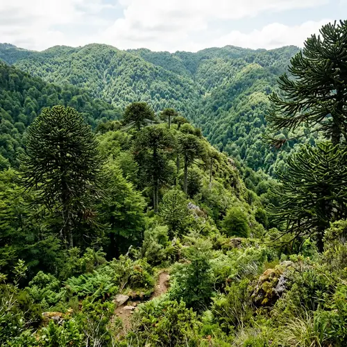 Ultra HD Araucaria Landscape Wallpaper