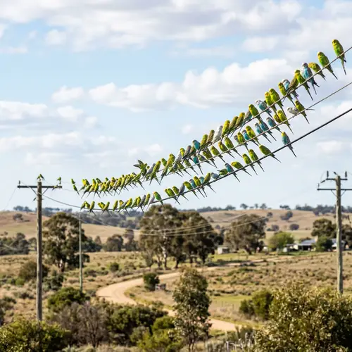 Budgerigars Perched on Power Line