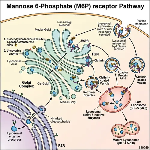 Mannose 6 Phosphate Receptor Pathway in a Cell