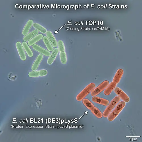 Microscopic View of E. coli TOP10 and E. coli BL21 (DE3)pLysS