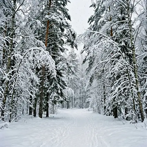 Serene Winter Landscape with Fresh Falling Snow