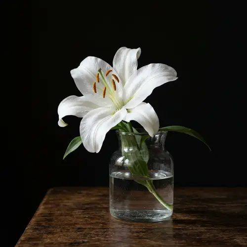 Elegant White Lily in Glass Vase | Still Life Art Photography