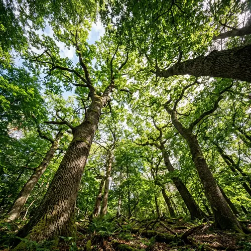 Tranquil Park with Diverse Trees and Illuminated Details