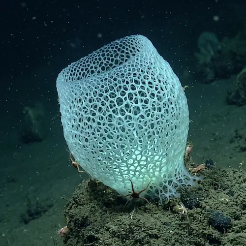 Bioluminescent Venus Flower Basket Sponge