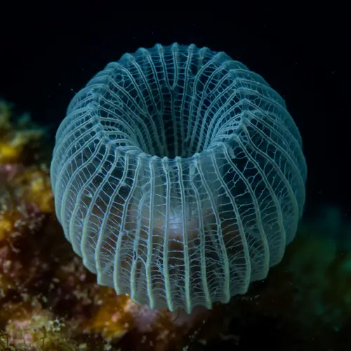 Bioluminescent Venus Flower Basket Sponge