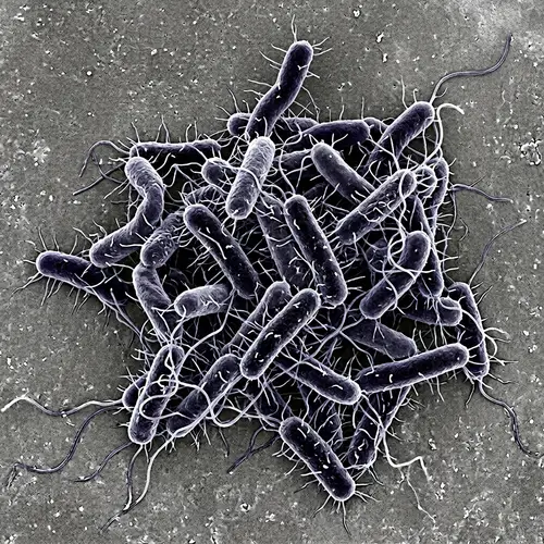 E. coli Under the Microscope: A Detailed Look