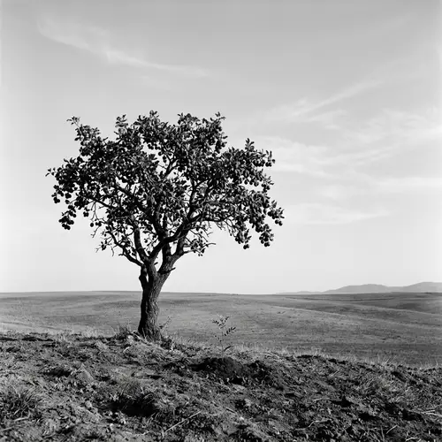 Entrepreneurship & Minimalism: Creative Harmony in Nature