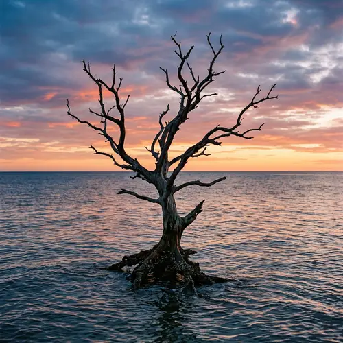 Dried Tree Standing Alone in the Sea