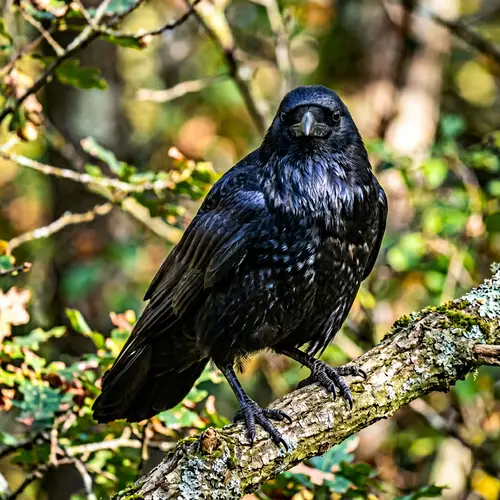 Black Crow in Bulking Stance - Nature's Majesty