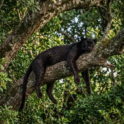 Relaxing Black Panther in a Tree