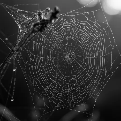 Spider Webs PNG - High-Quality Images