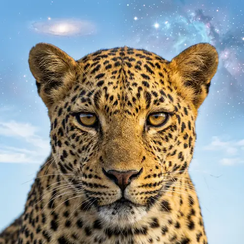 Majestic Leopard Close-Up with Cosmic Background