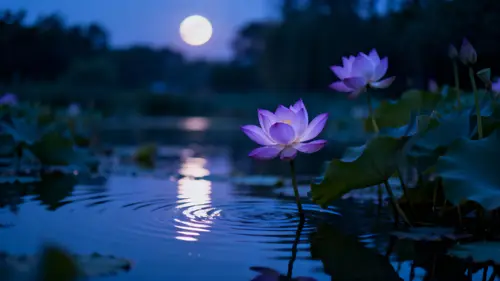 Nighttime Lotus Flowers in Moonlight