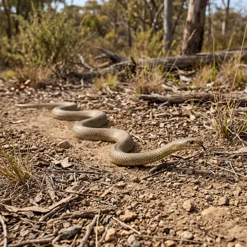 Eastern Brown Snake - Slithering on the Ground