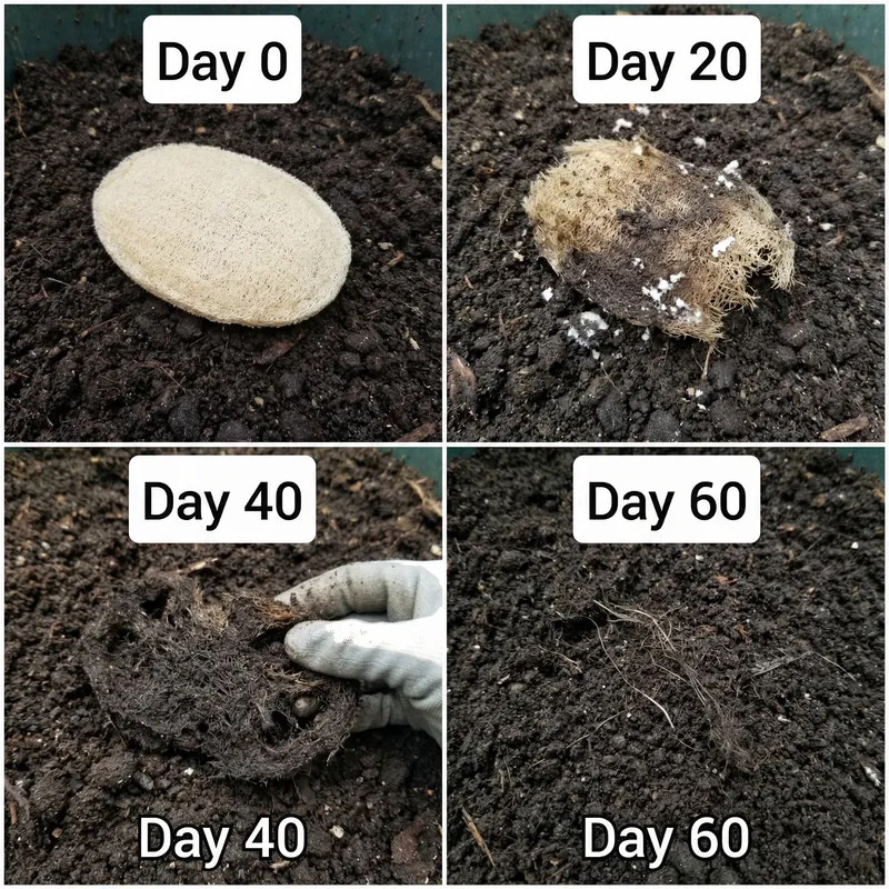 Loofah Sponge Decomposition: 60 Days of Change
