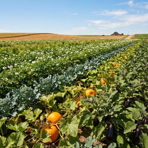 Vibrant Agricultural Landscape with Potato, Broccoli, Pumpkins, Eggplants | Beautiful Summer Scene