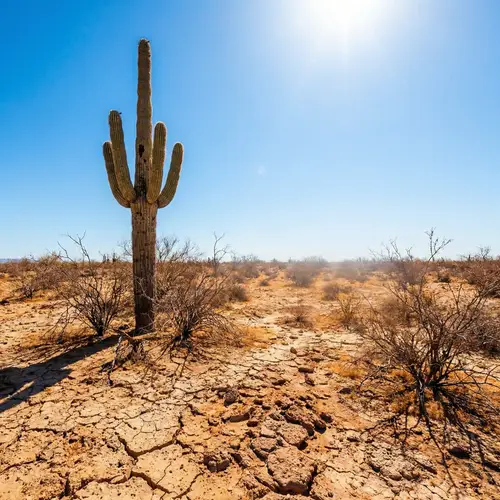 Resilient Beauty: Harsh Desert Environment Photography