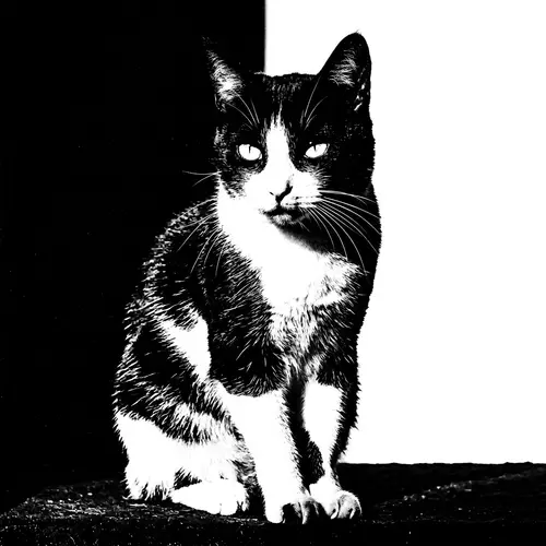 Black and White Cat in High Contrast | Monochrome Style