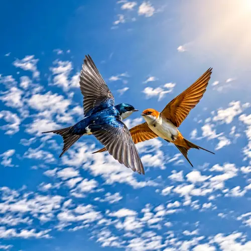Graceful Swallows Soaring in the Clear Sky