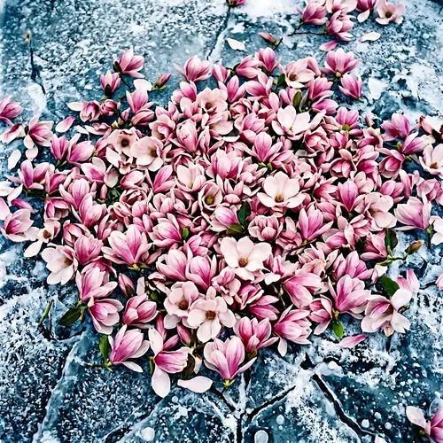 Magnolia Flowers on Icy Water: A Stunning View