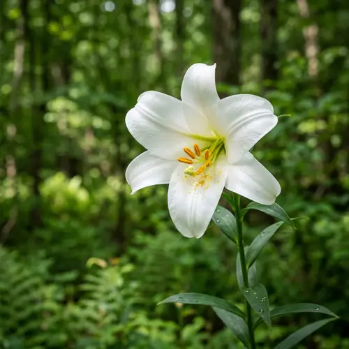 Beautiful Flower: Stunning Lily in Full Bloom