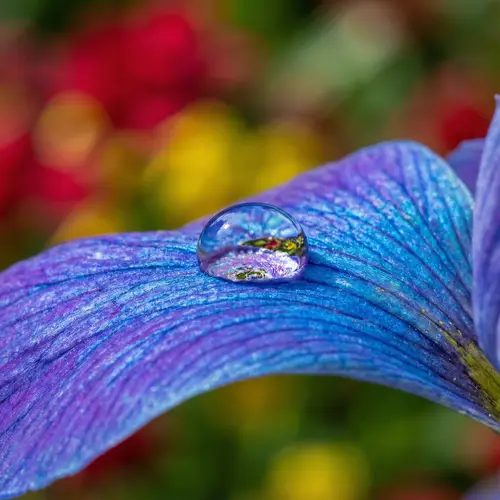 Stunning Macro Shot of Water Droplet on Flower Petal