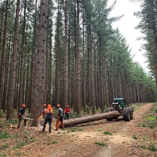 Economic Process & Distribution Network Illustrations