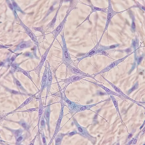Microscopic View of Skin Fibroblasts