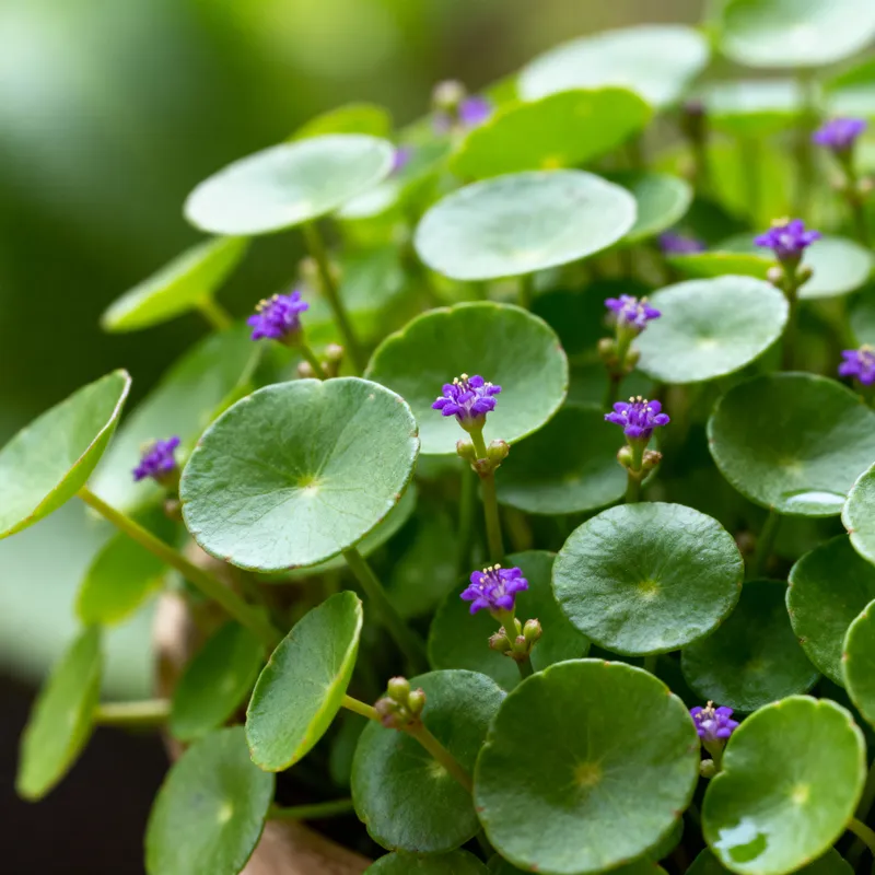 Brahmi Plant: Enhance Memory with Ayurvedic Herb Brahmi Plant: Enhance Memory with Ayurvedic Herb