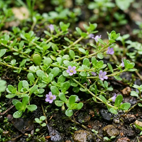 Brahmi Plant: Enhance Memory with Ayurvedic Herb